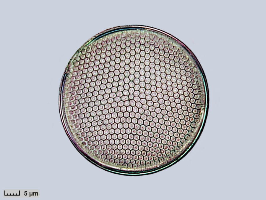 Coscinodiscus excentricus. De 3 dimensionale structuur van dit exoskelte van een alg bestaat bijna alleen uit hexagonen. De enkele pentagonen faciliteren echter de 3 dimensionele structuur. Coscinodiscus_excentricus